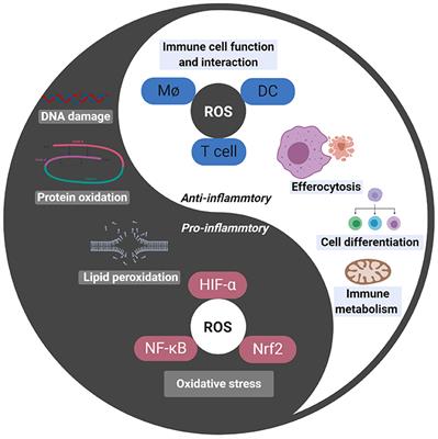 Frontiers | Reactive Oxygen Species In Autoimmune Cells: Function ...